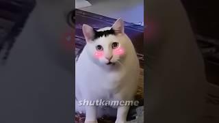 Shutkameme bruh Miau hhhhh cat