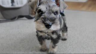 Cute Mini Schnauzer Puppy Comes Home - ChumpieTheDog