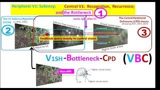 Peripheral V1: Saliency; Central V1: Recognition, Recurrence; and the Bottleneck, -the VBC framework