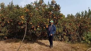 Sweet orange (JUNAR) farming in mountain areas of nepal , by  Dipak Prasad koirala