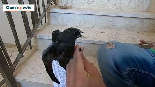 Watch as a Fledged Common Swift is Banded and Photographed for our Record