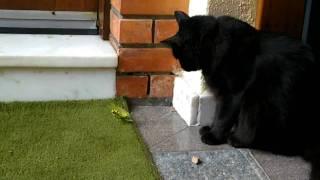 Cat gets attacked by a praying mantis !