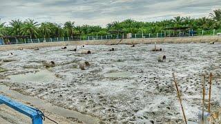 KOLONG KOLAM ABAH23 PARADISE BATU23 SUNGAI NIBONG SELANGOR