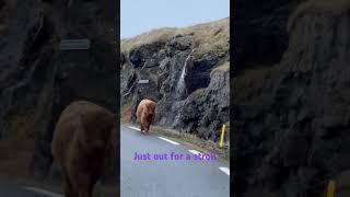 Highland cow just casually walking #visitfaroeislands #nature #faroeislands #travel #vacation