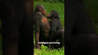 Bonobo - Intelligent and Loving