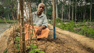 പാവൽ ചാണകം ചെയ്യേണ്ട രീതി? | Paval Krishi In Malayalam | Bitter Gourd Cultivation