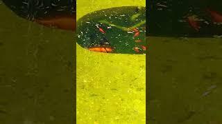 Fish in a Small Pond