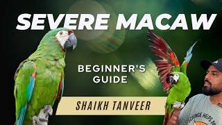 Severe Macaw - Complete Guide | Detailed Review  | Chestnut Fronted Macaw | Mini Macaws