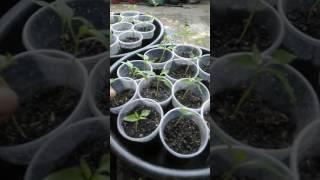 Growing Pepper (Siling pansigang, siling haba) part 3. Thinning and fertilizing.