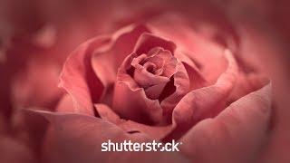 Valentine's Day | Shutterstock