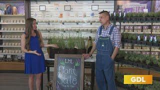 GDL: Little Mount Lavender Company on Great Day Live