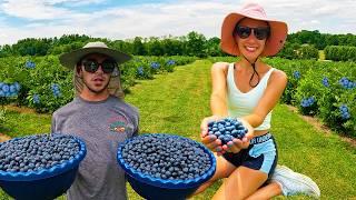 Blueberry Picking My Neighbors Farm