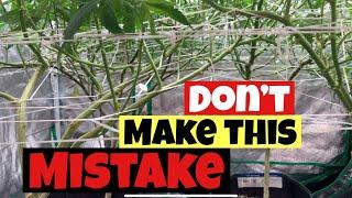 3 COMMON MISTAKES WHEN TRELLISING INDOOR WEED