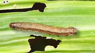 Innovative biological control techniques for Fall Armyworm