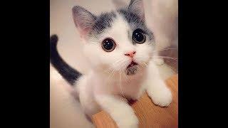 Funny and Adorably Cute Cats