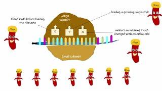 Ribosomal RNA (rRNA)