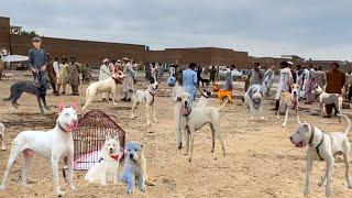 Special Dogs  Market Ka Visit | Kohat dogs market | Pk Animals