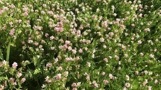 NSW DPI - Pasture Management - Summer sowing legumes