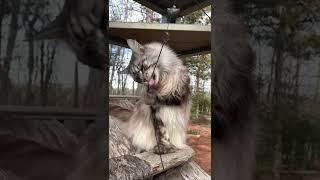 Adorable Polydactyl Maine Coon Cat |  Holds his Toy | #shorts