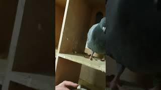 Its Massage Time | Racing Pigeons #wings #love