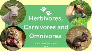 Herbivores, Carnivores and Omnivores | What Animals Eat | Types of Animals | Science Lesson for Kids