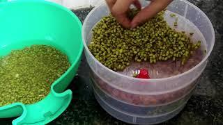 How to make Sprouts at home in Sprouts Maker | Sprout Maker Demo | Sprouts maker review and use