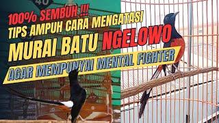 100% SEMBUH !!!! - CARA MENGATASI MURAI BATU NGELOWO