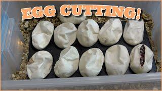 Cutting 11 Ball Python Eggs!