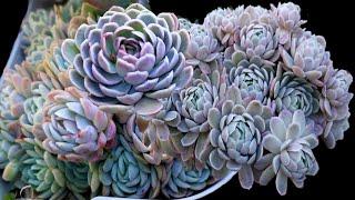 Echeveria Schichi-kuksi // Growing Succulents with LizK