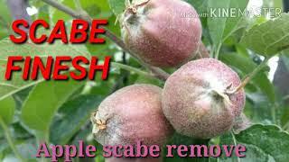 Scab Apple scab how to control scab apple scab tebuconazole + captain fungicide