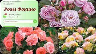 Обзор саженцев роз из питомника розы Фокино! весна 23 г. #розы #уральскиерозы #обзорпосылки