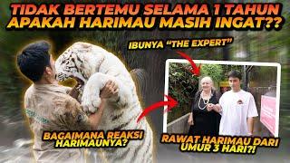 SETELAH TIDAK BERTEMU 1 TAHUN, BEGINI REAKSI HARIMAU KE WANITA YANG MERAWATNYA DARI UMUR 3 HARI !!