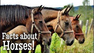 Horse Facts for Kids