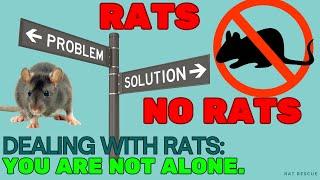 RATS KEEP COMING BACK? Here is the solution to get rid of rats FOREVER!