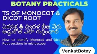 Monocot Root | Dicot Root | Section Cutting | Botany Practicals | Inter Public Practical Exams