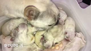 French Bulldog Self Whelping litter of 11! LILAC PLATINUMS natural delivery labour puppy journey