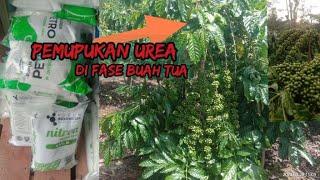 PEMUPUKAN UNSUR NITROGEN DI SAAT FASE BUAH PENUAAN AGAR BAHAN TETAP TERJAGA