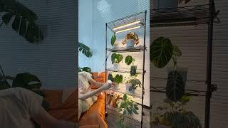 The Ultimate Indoor Gardening Solution: 5-Tier Stand with Timer-Controlled Grow Lights