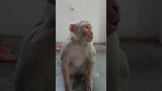 monkey video | monkey | bandar | monkey voice | funny manki comedy video | monkey video #shorts