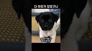 댕댕이의 얼굴이 까만색인 이유