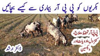 Goat Diseases | PPR | PPR Sign & Symptoms, Pathology, Vaccination, Treatment & Control | Dr Arshad