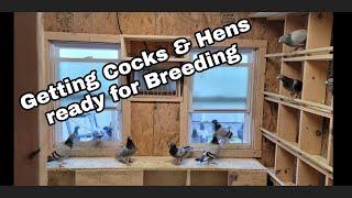 Supplements, getting cocks & hens ready for the breeding season