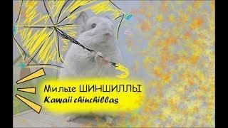 Милые шиншиллы ^_^ Kawaii chinchillas