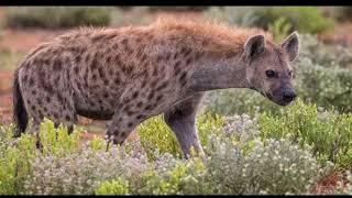 Cod Dhurwaa ( spotted hyena)