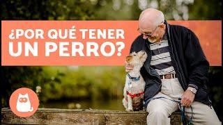 10 BENEFICIOS de TENER un PERRO  | ¿Por qué Adoptar un Perro?