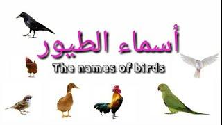 Arabic | The Names of birds in Arabic