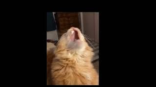 CAT HAS BRAIN FREEZE 