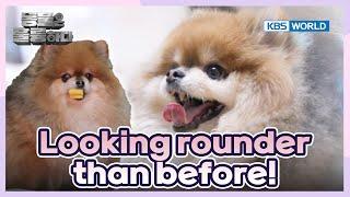 You need a diet! [Animals Are Incredible : EP.10-2] | KBS WORLD TV 250305