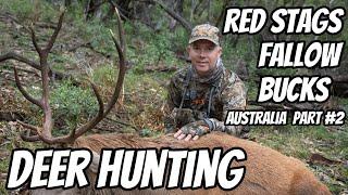 Deer Stalking in the Fallow & Red Deer Rut 2024 Part #2 || Self Filmed || Rifle Hunting Australia