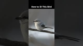 Northern Shrike identification example